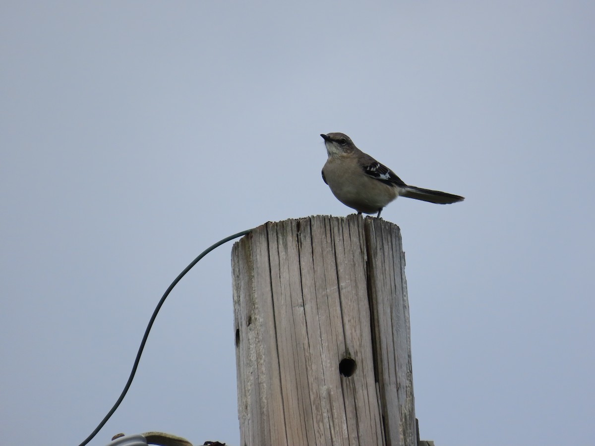 Sinsonte Norteño - ML644340519