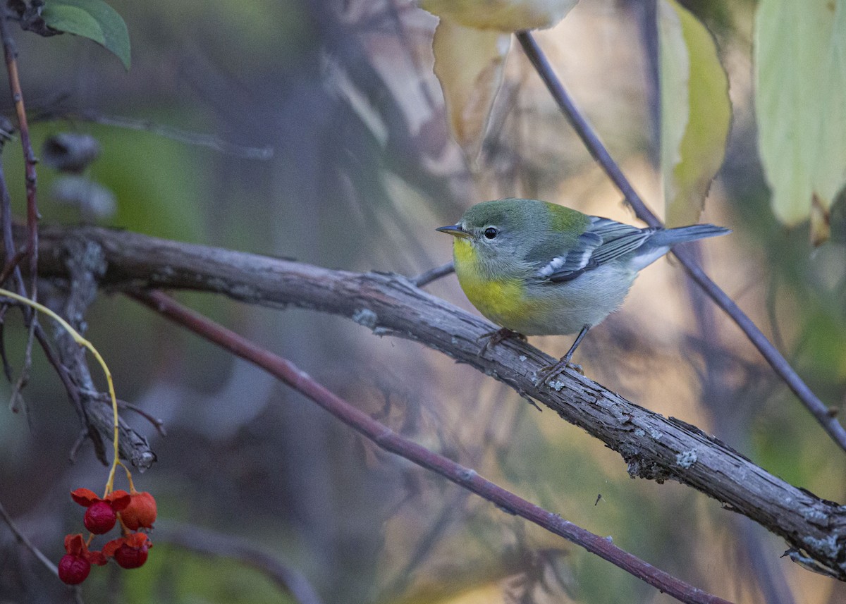 Northern Parula - ML644340522