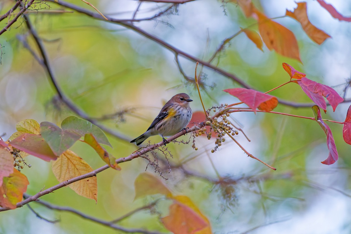 Yellow-rumped Warbler - ML644340533