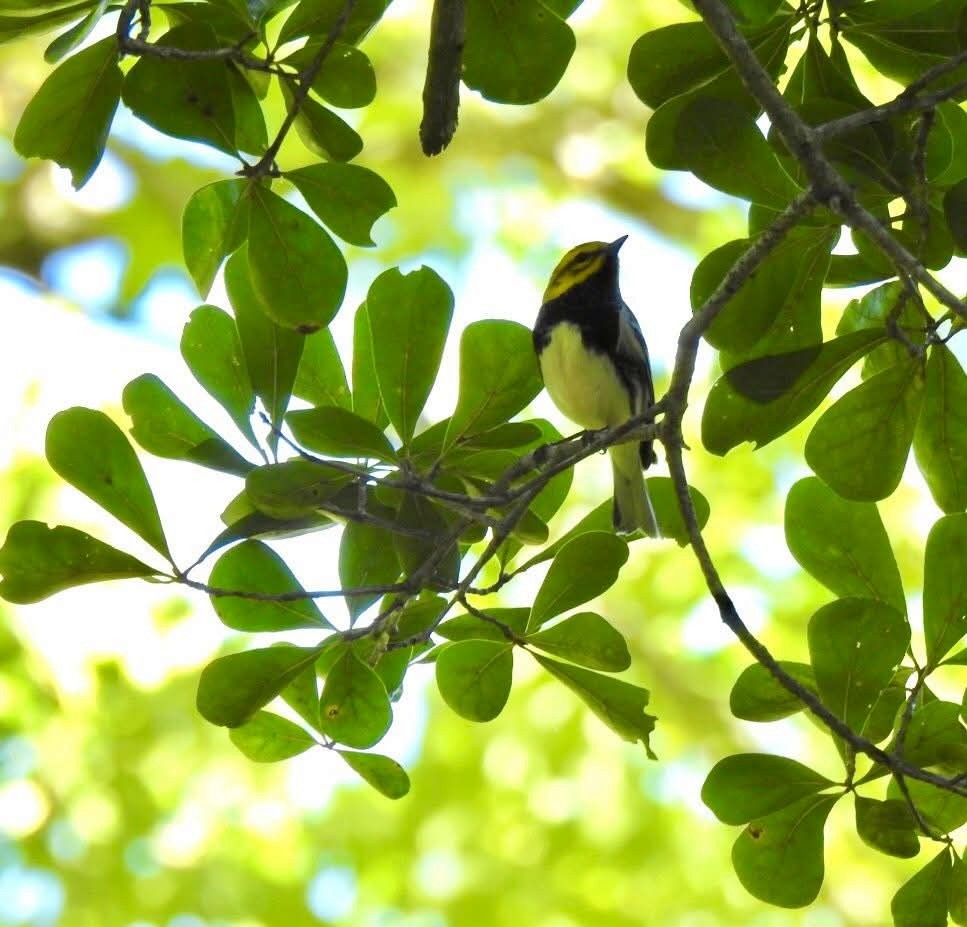 ノドグロミドリアメリカムシクイ - ML644340558