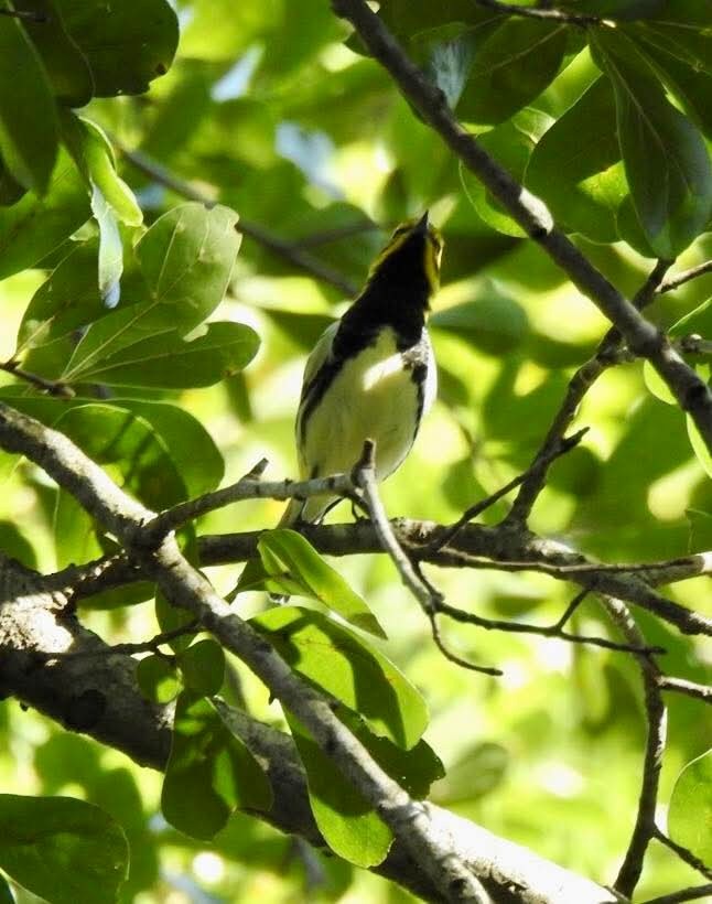 ノドグロミドリアメリカムシクイ - ML644340559