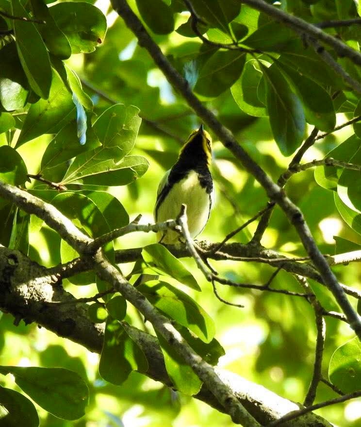 ノドグロミドリアメリカムシクイ - ML644340560