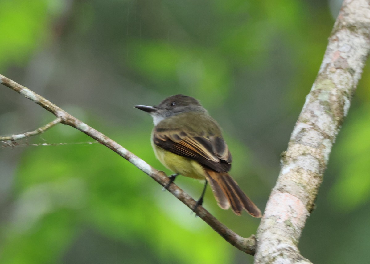 オリーブヒタキモドキ - ML644340566