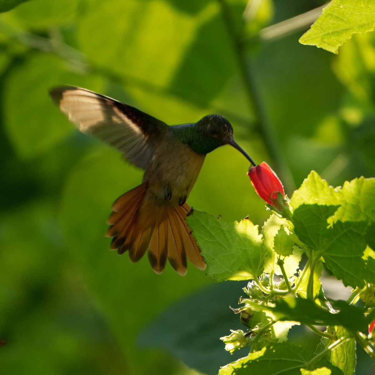 Buff-bellied Hummingbird - ML644340567