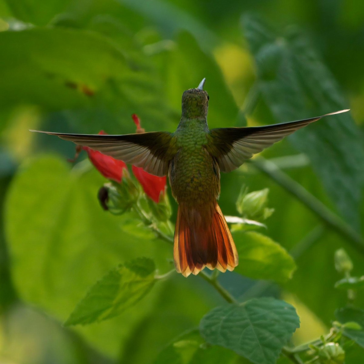 Buff-bellied Hummingbird - ML644340568
