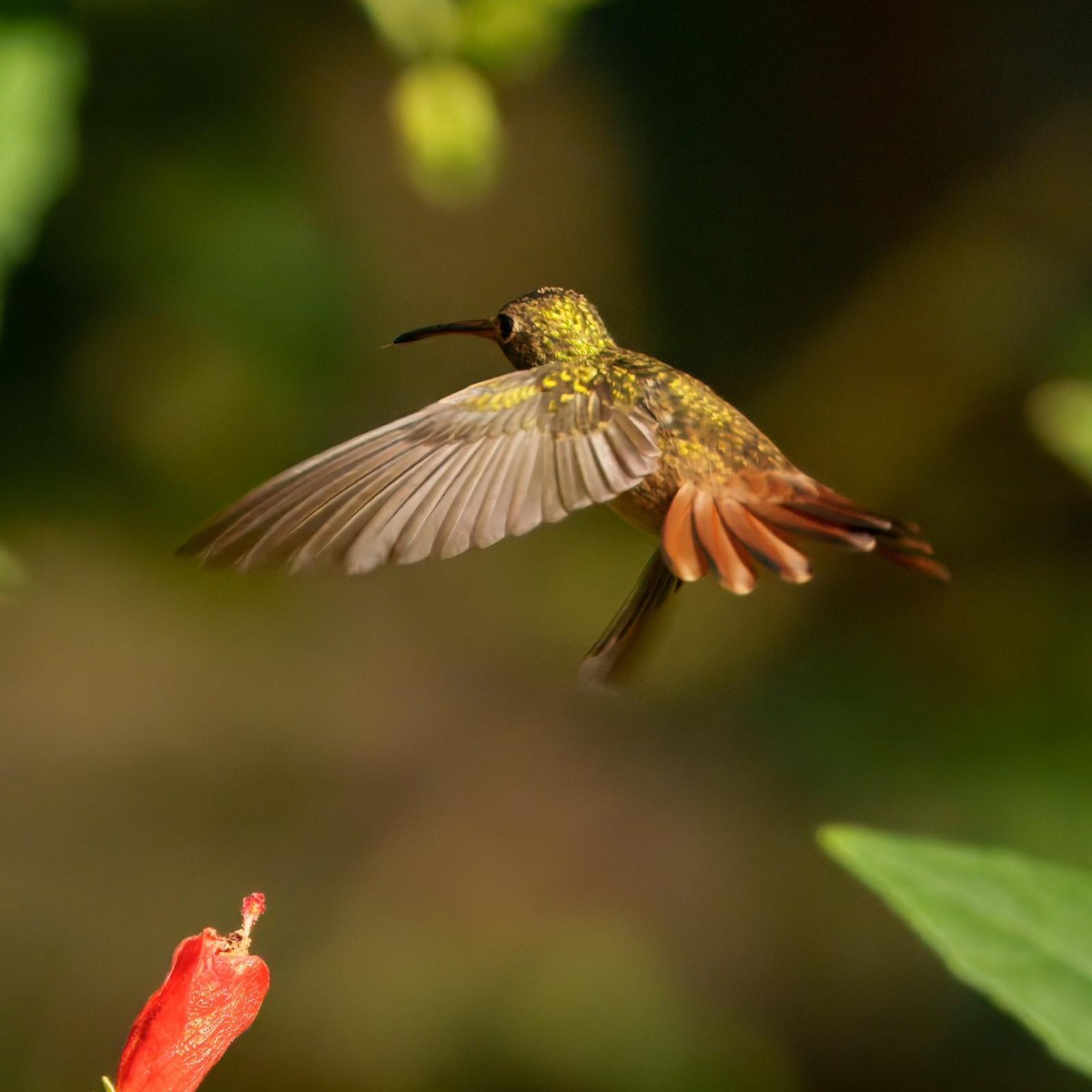 Buff-bellied Hummingbird - ML644340569