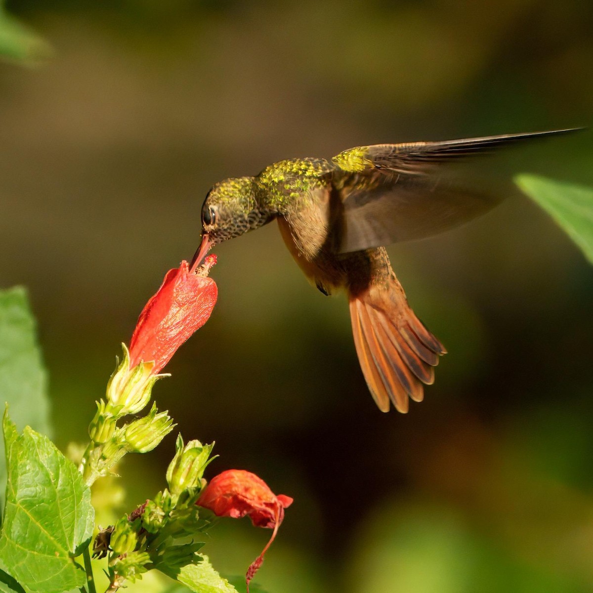 Buff-bellied Hummingbird - ML644340570