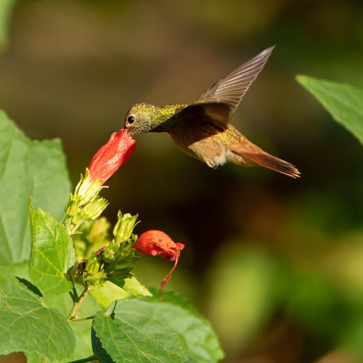 Buff-bellied Hummingbird - ML644340571