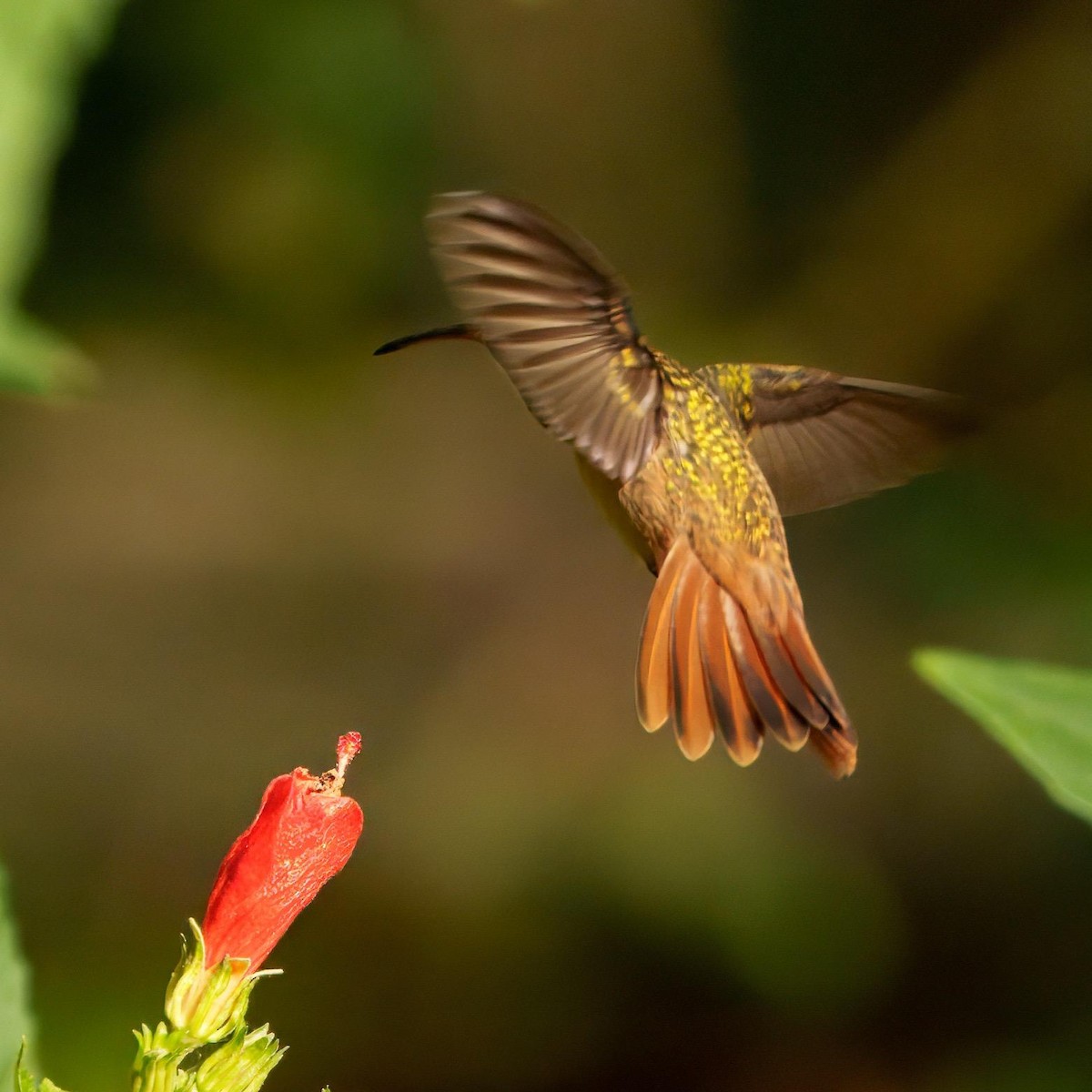 Buff-bellied Hummingbird - ML644340572