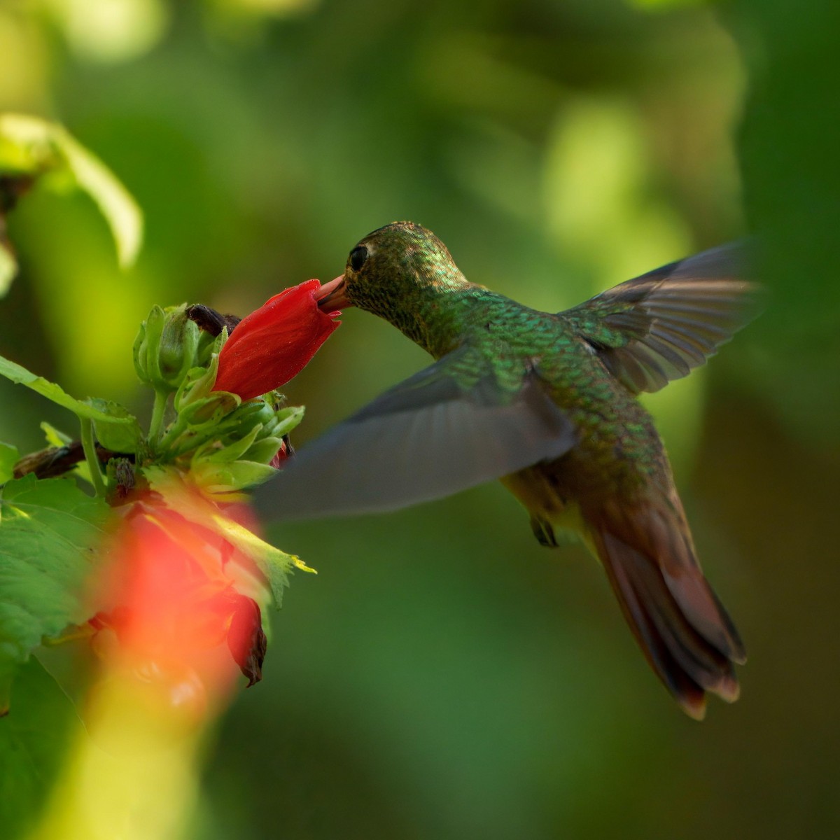 Buff-bellied Hummingbird - ML644340573
