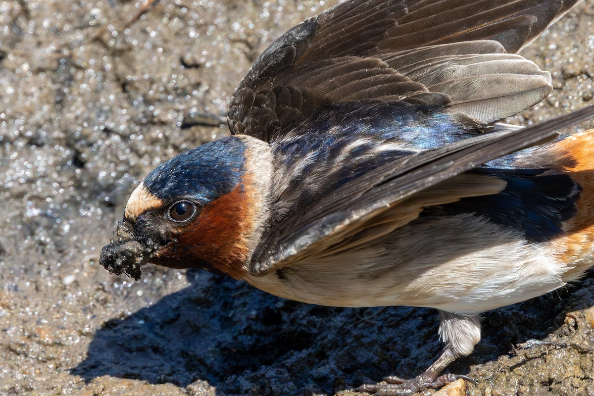 Golondrina Risquera - ML644340582
