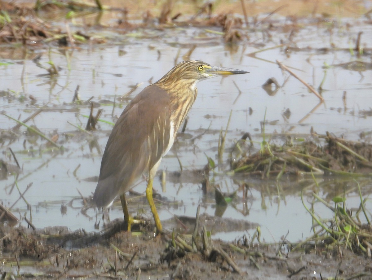 pond-heron sp. - ML644340584