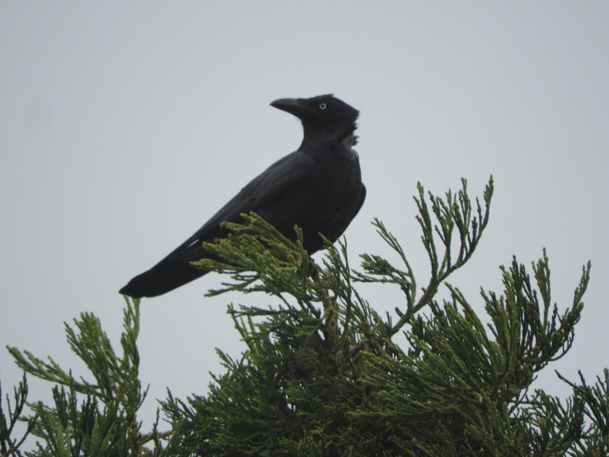 Forest Raven - ML644340589