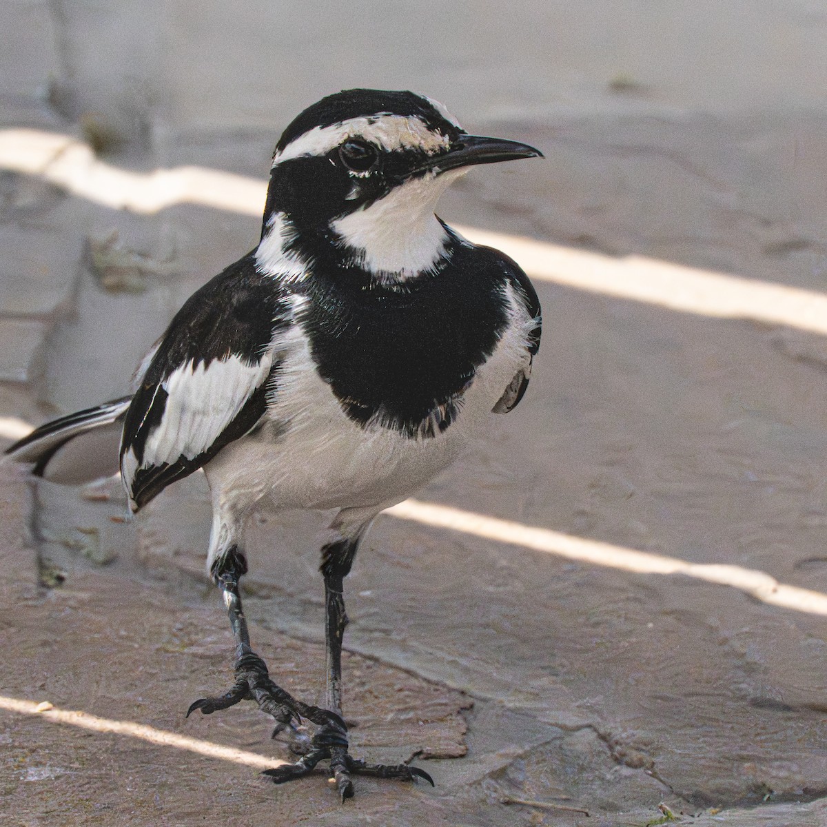 African Pied Wagtail - ML644340590