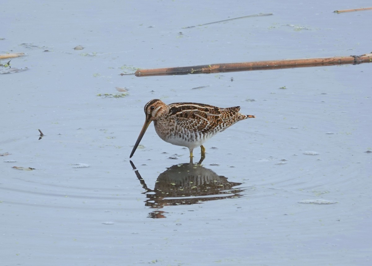 Wilson's Snipe - ML644340594