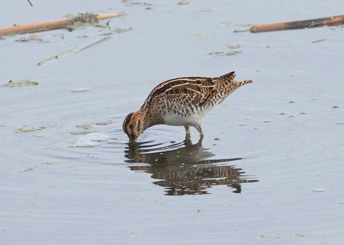 Wilson's Snipe - ML644340595
