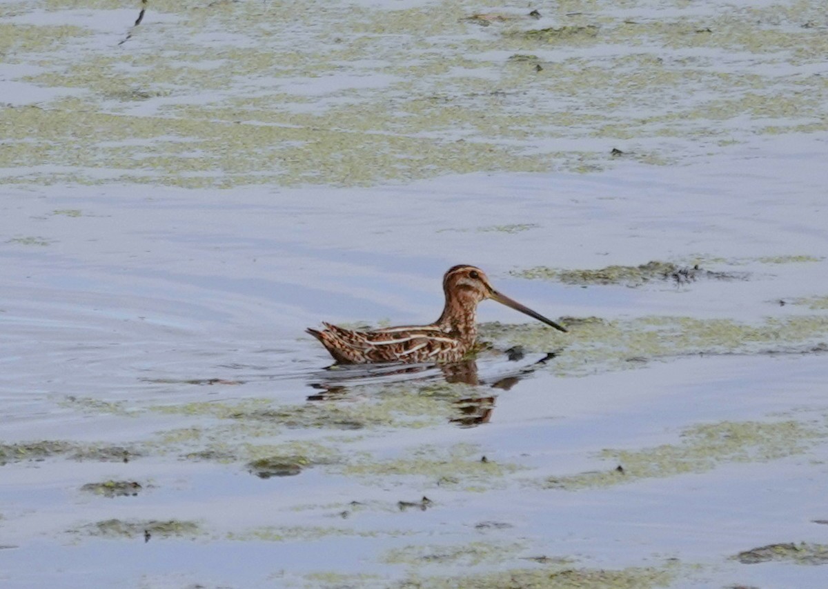 Wilson's Snipe - ML644340596
