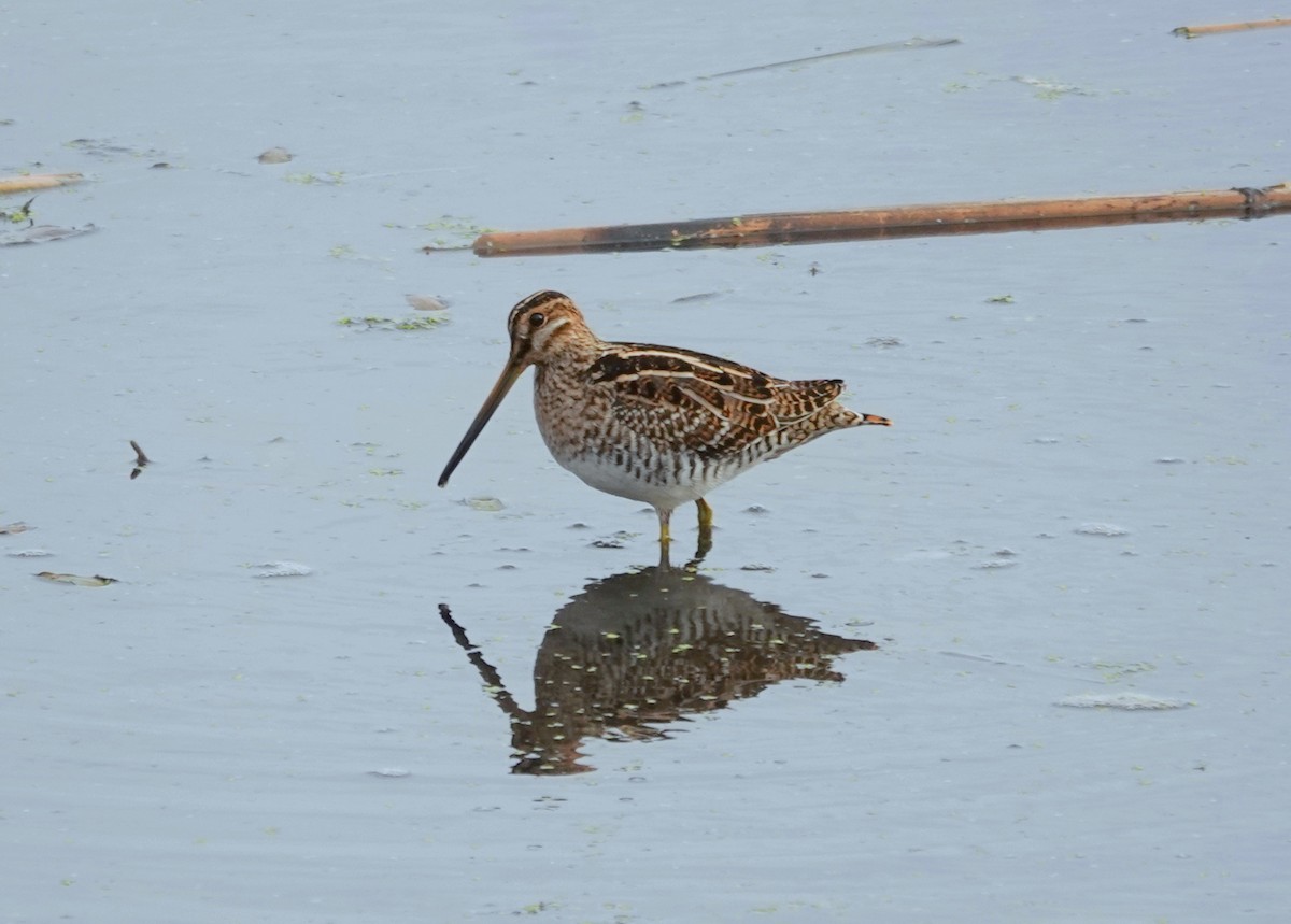Wilson's Snipe - ML644340597