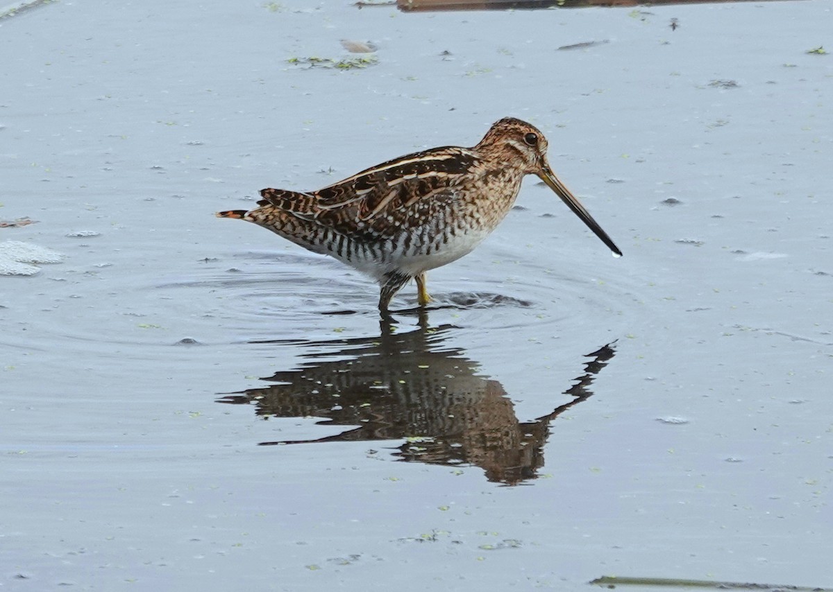 Wilson's Snipe - ML644340598