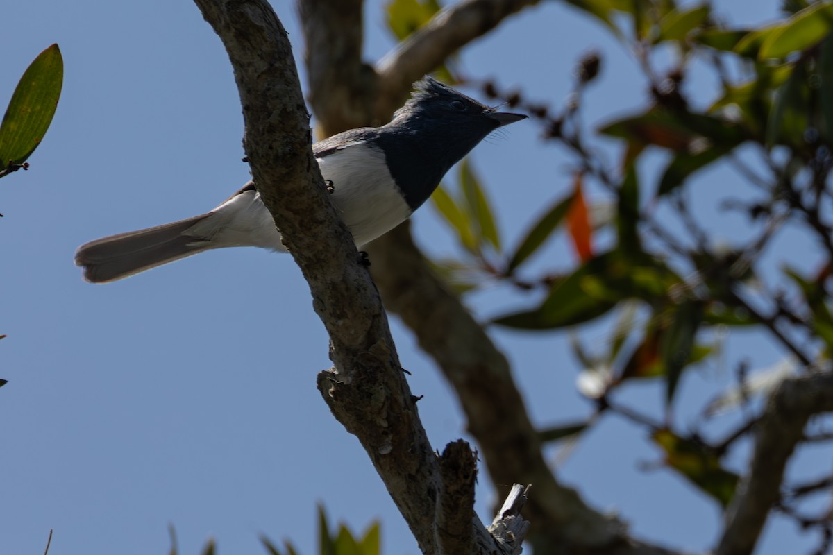 Leaden Flycatcher - ML644340609