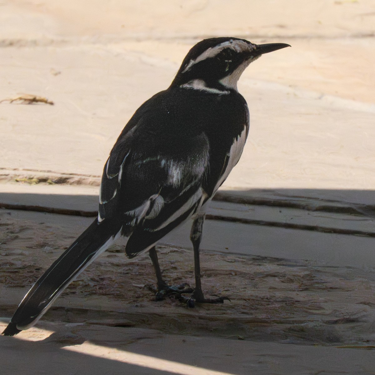 African Pied Wagtail - ML644340612
