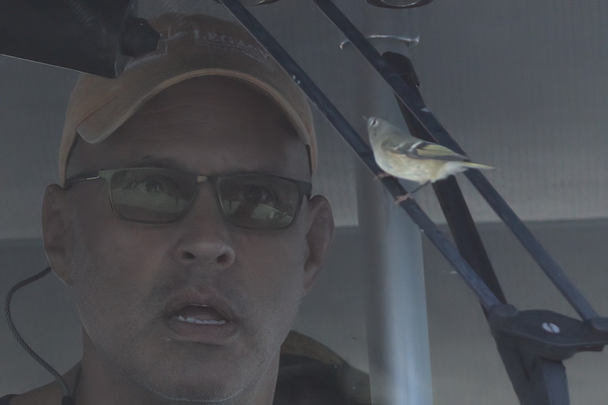 Rubingoldhähnchen - ML644340614