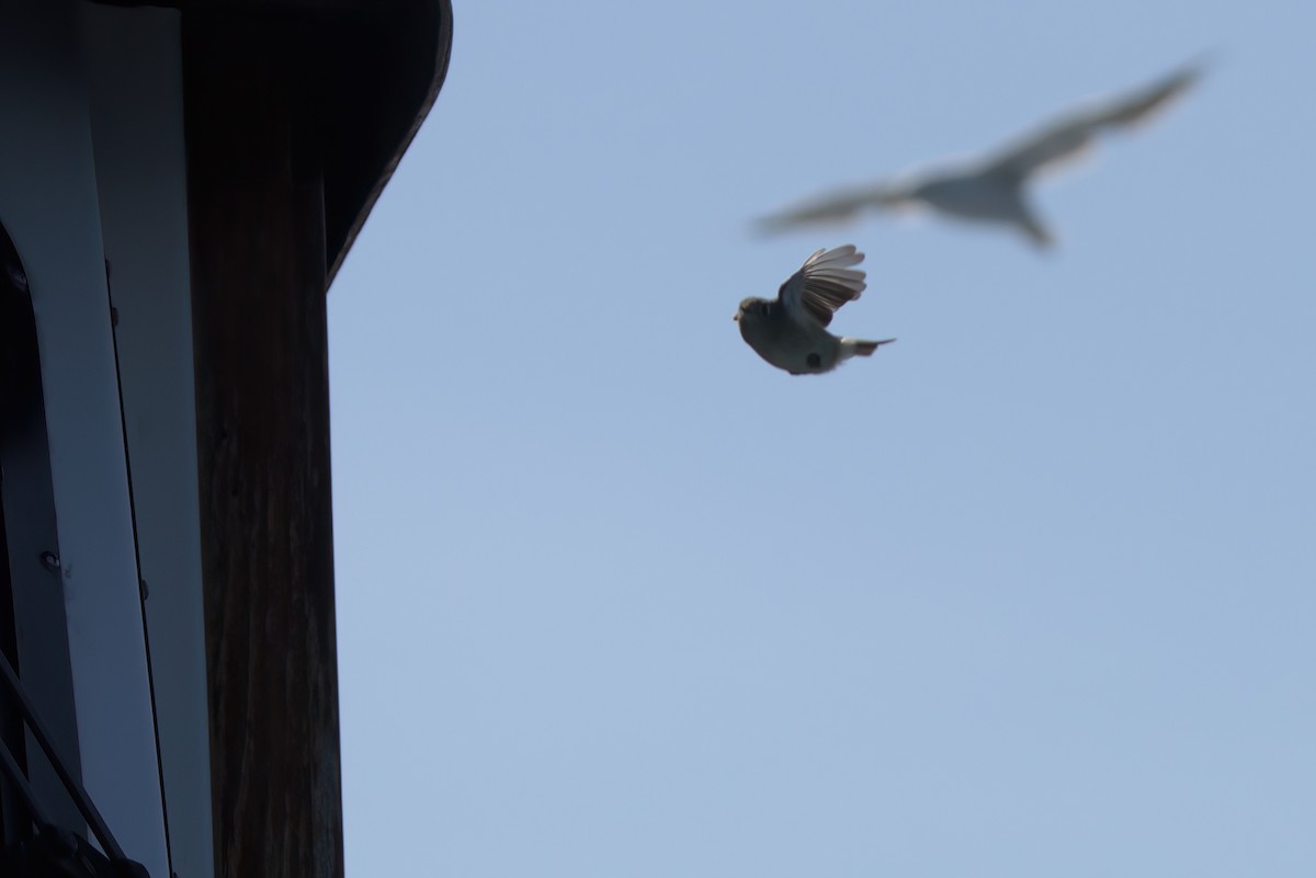 Rubingoldhähnchen - ML644340616