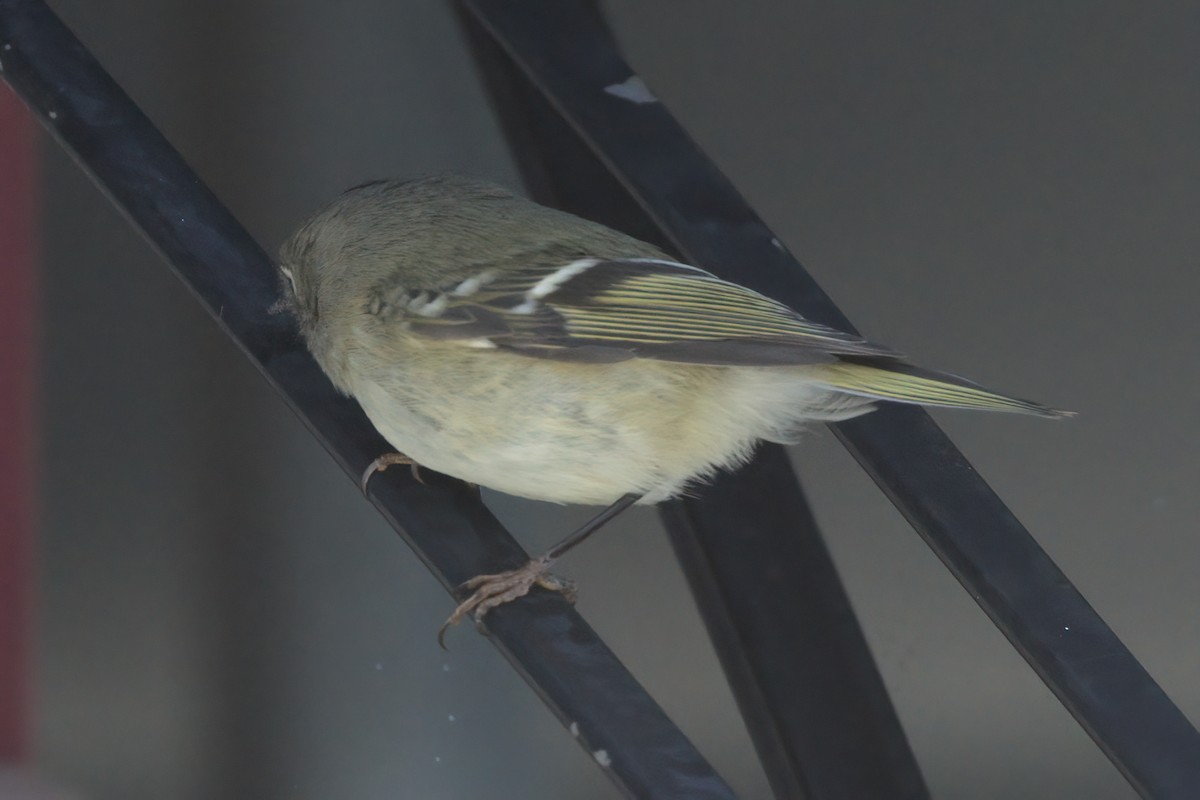 Rubingoldhähnchen - ML644340617