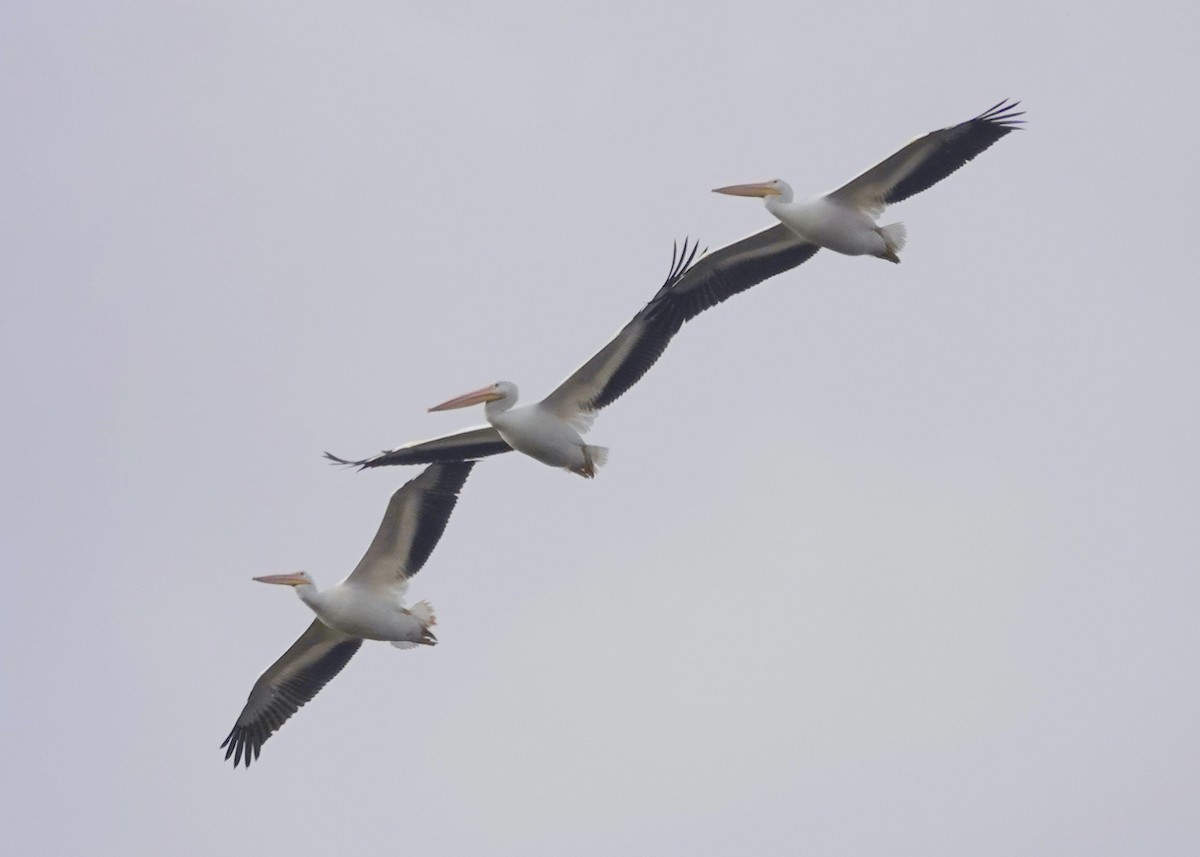 American White Pelican - ML644340622