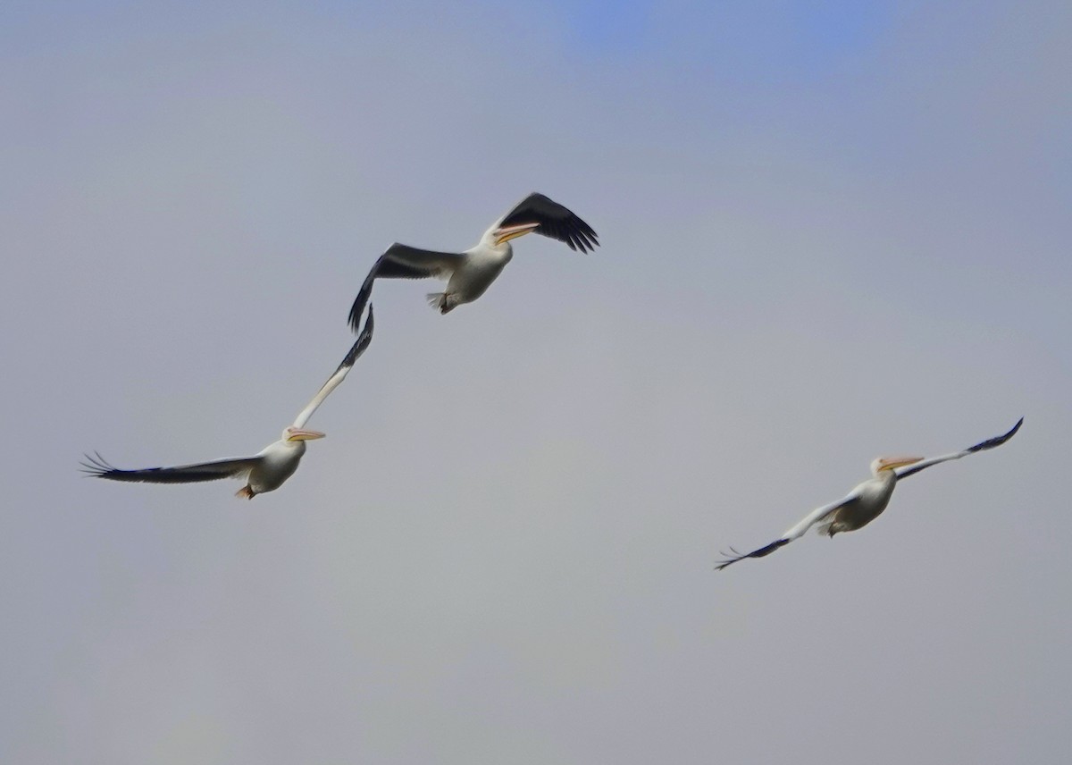 American White Pelican - ML644340623
