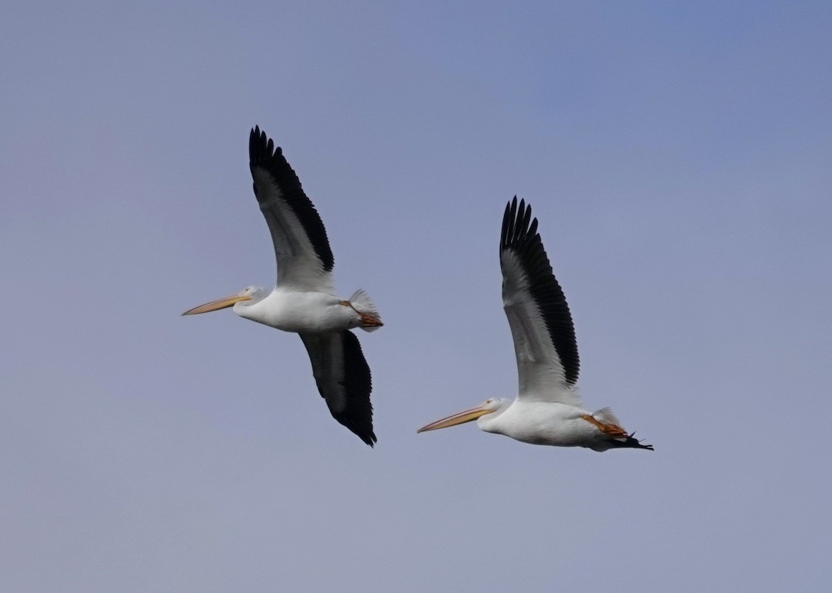 American White Pelican - ML644340624
