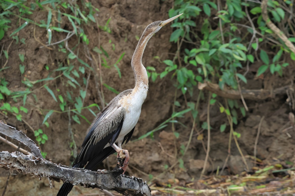 アフリカヘビウ - ML644340625