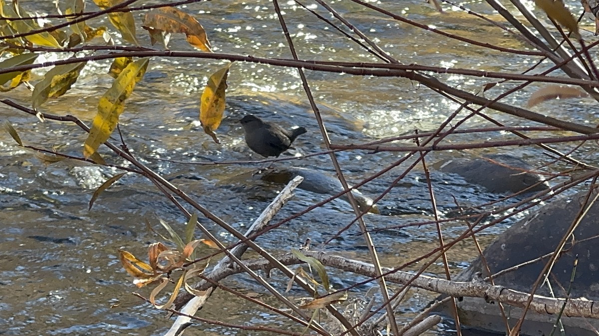 American Dipper - ML644340630