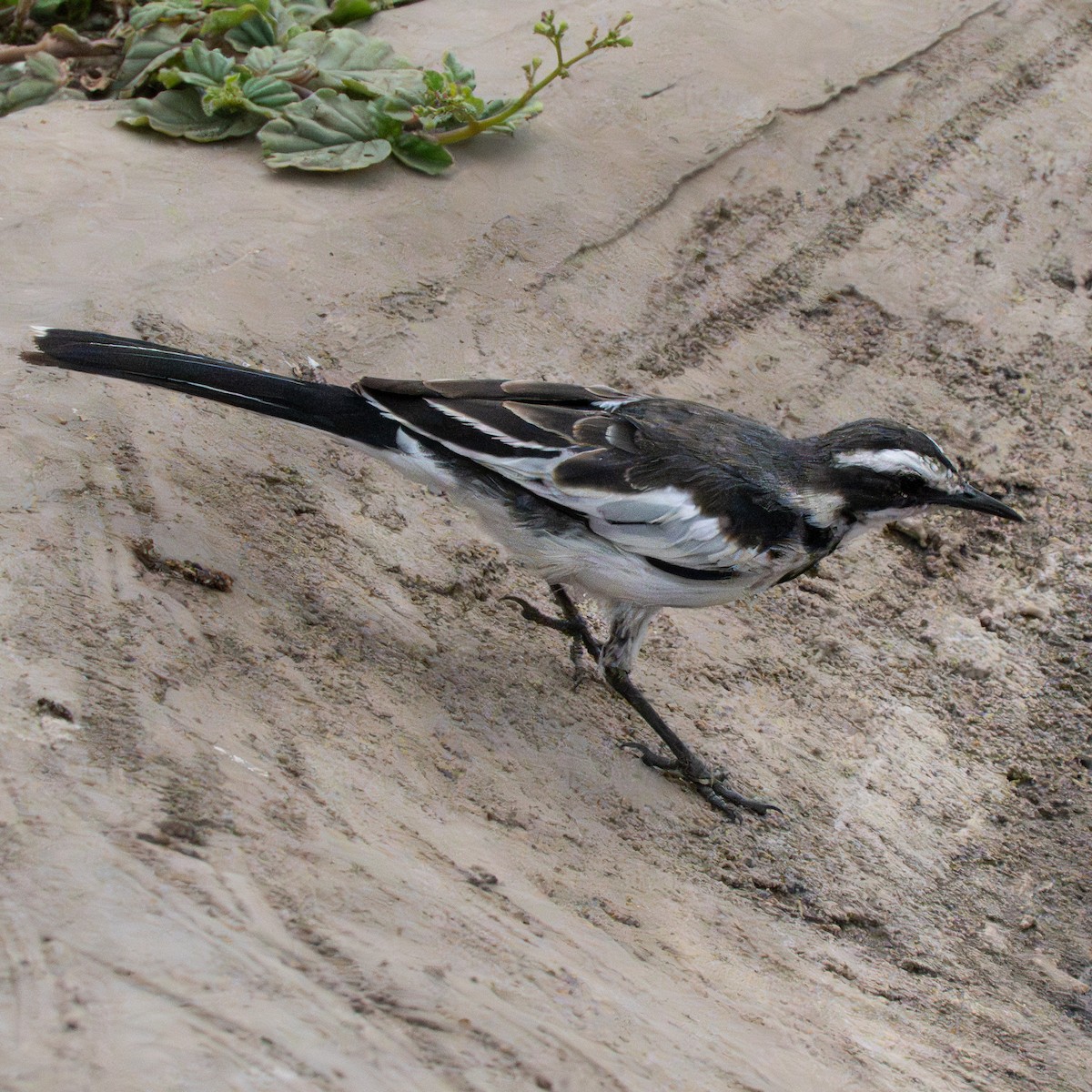 African Pied Wagtail - ML644340641