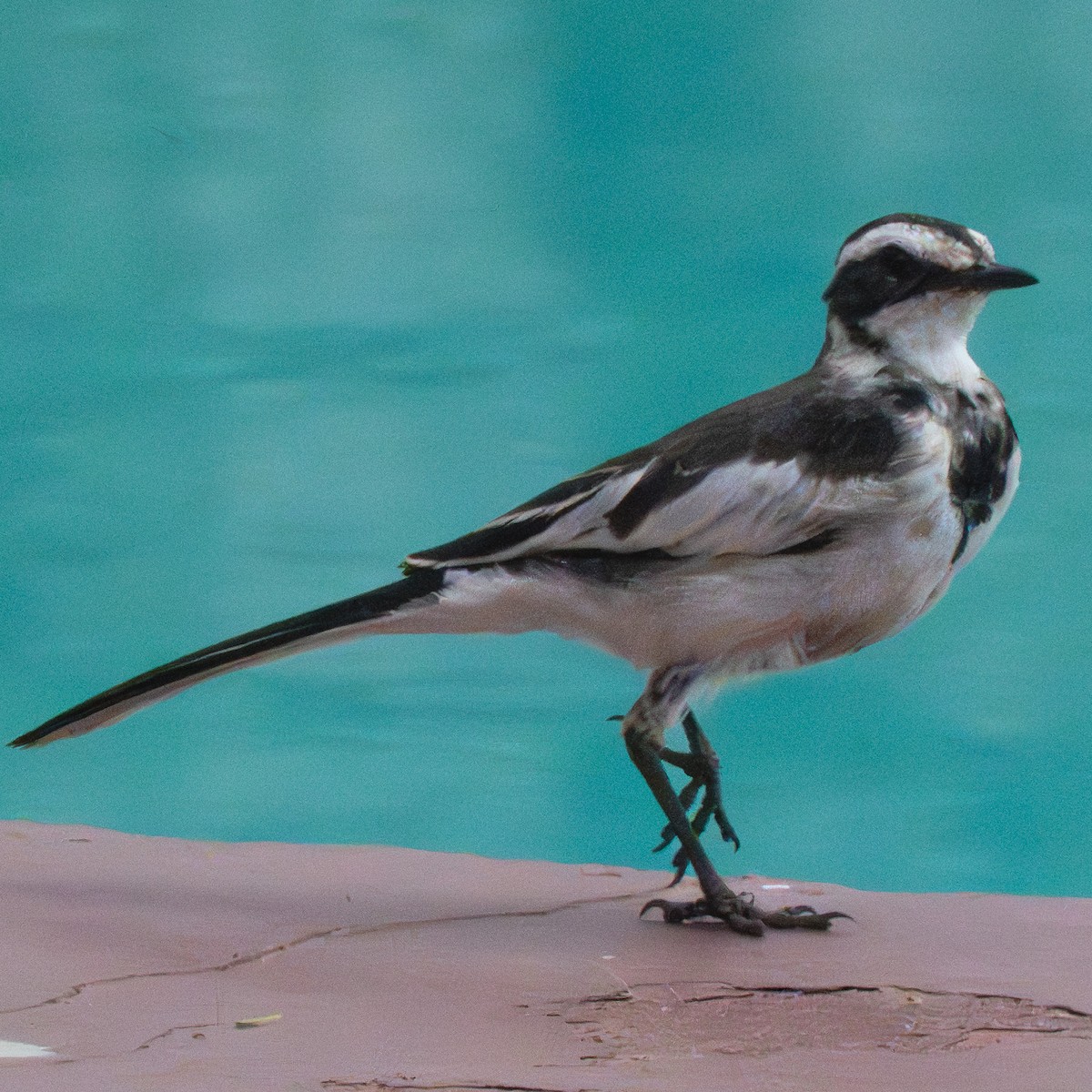 African Pied Wagtail - ML644340646