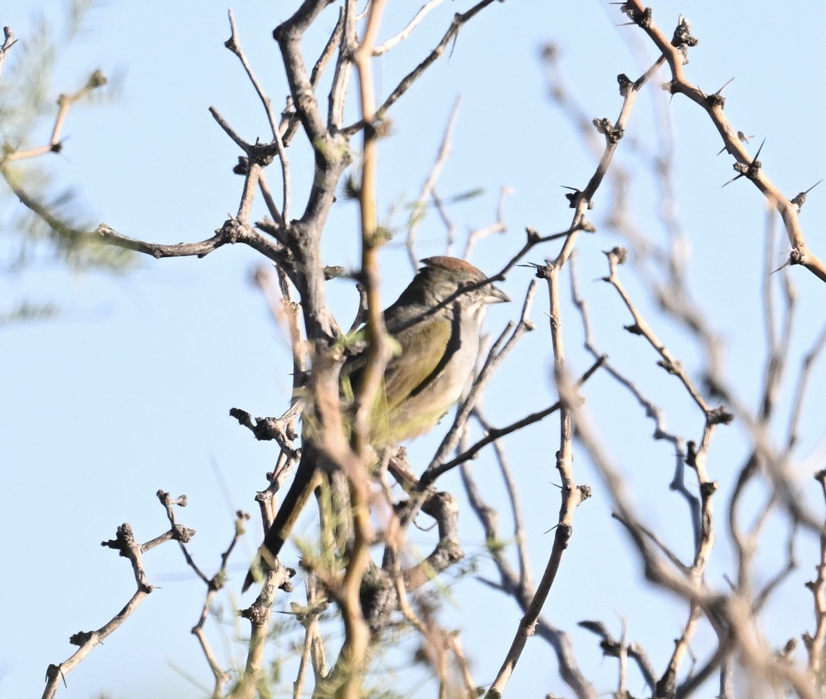 Green-tailed Towhee - ML644340648