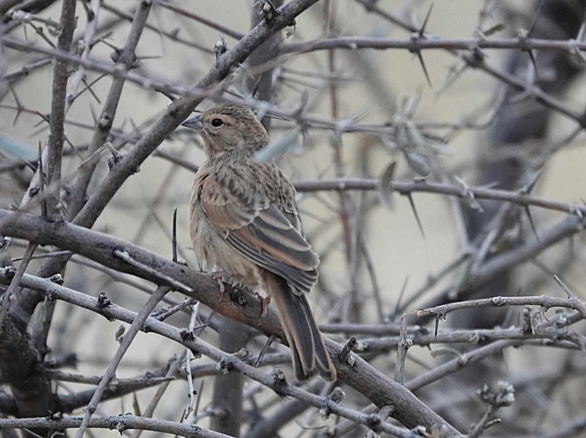 Lark-like Bunting - ML644340652