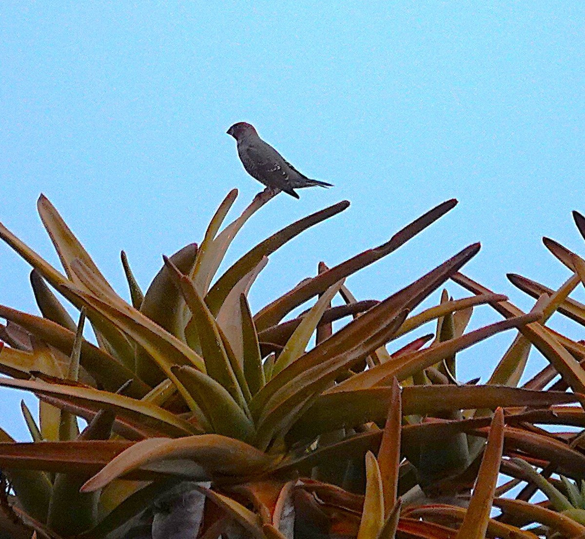 Red-headed Finch - ML644340662