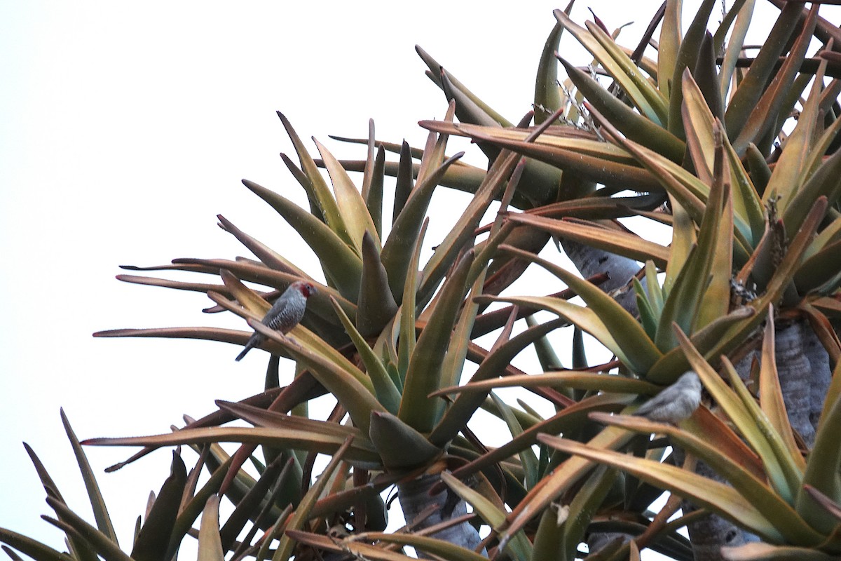 Red-headed Finch - ML644340663