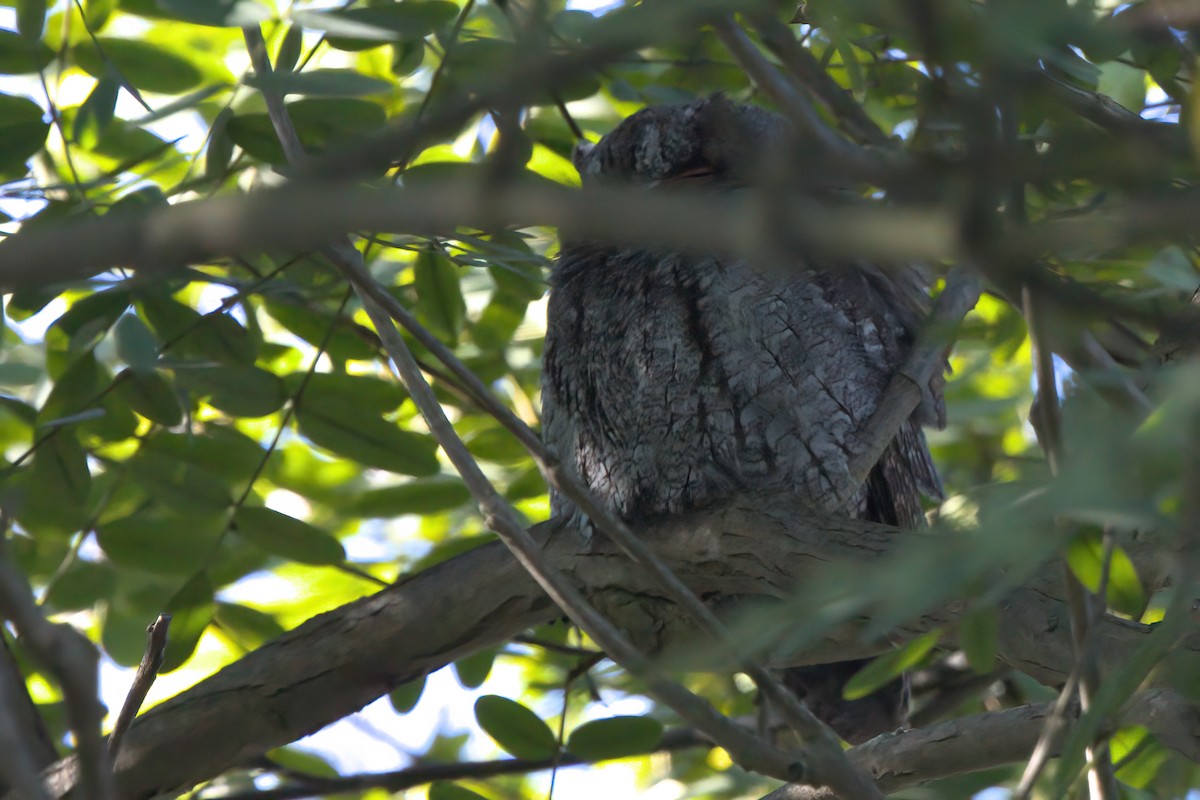 flammeugle - ML644340678