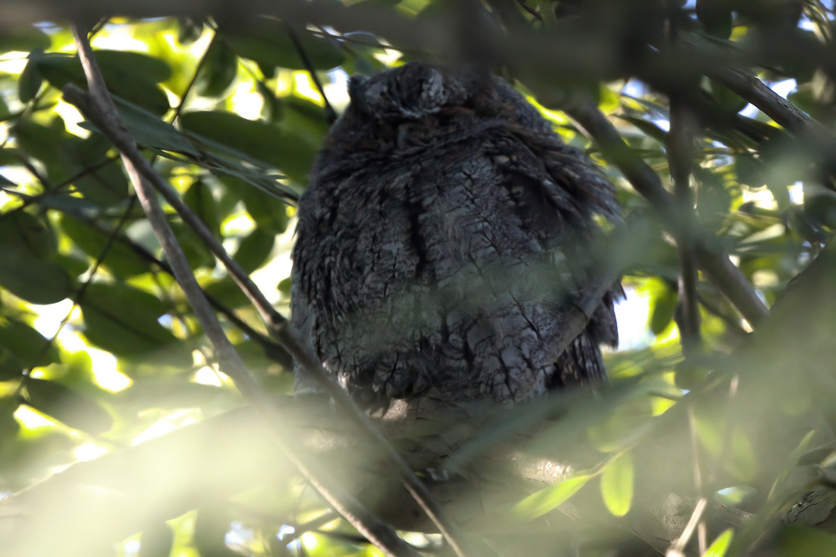 flammeugle - ML644340679