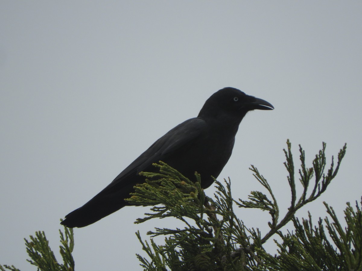 Forest Raven - ML644340688