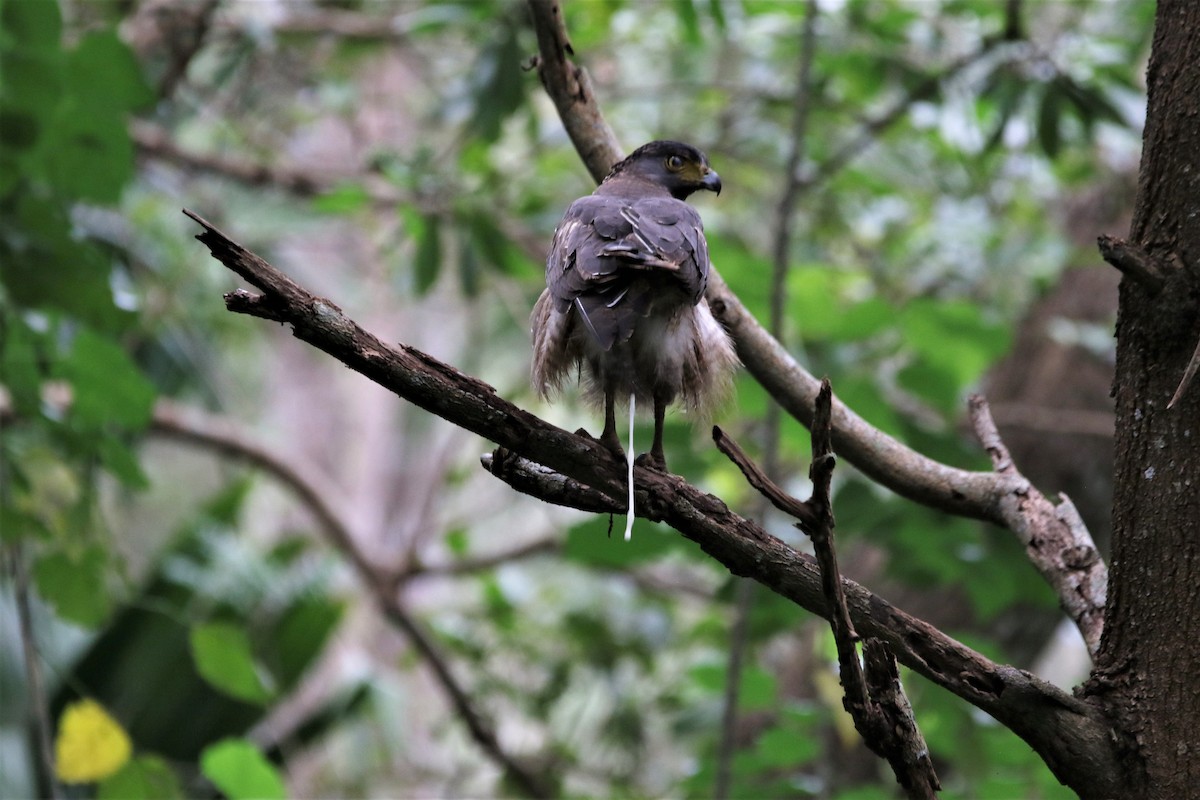 Crested Serpent-Eagle - ML644340700