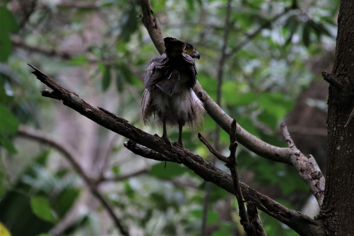 Crested Serpent-Eagle - ML644340702