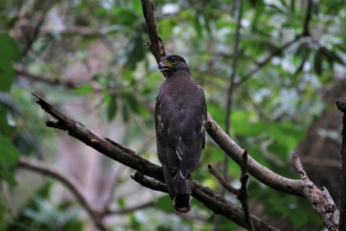 Crested Serpent-Eagle - ML644340703