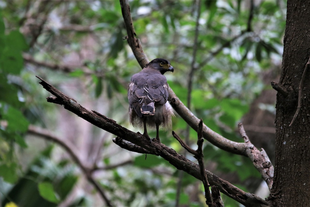 Crested Serpent-Eagle - ML644340704