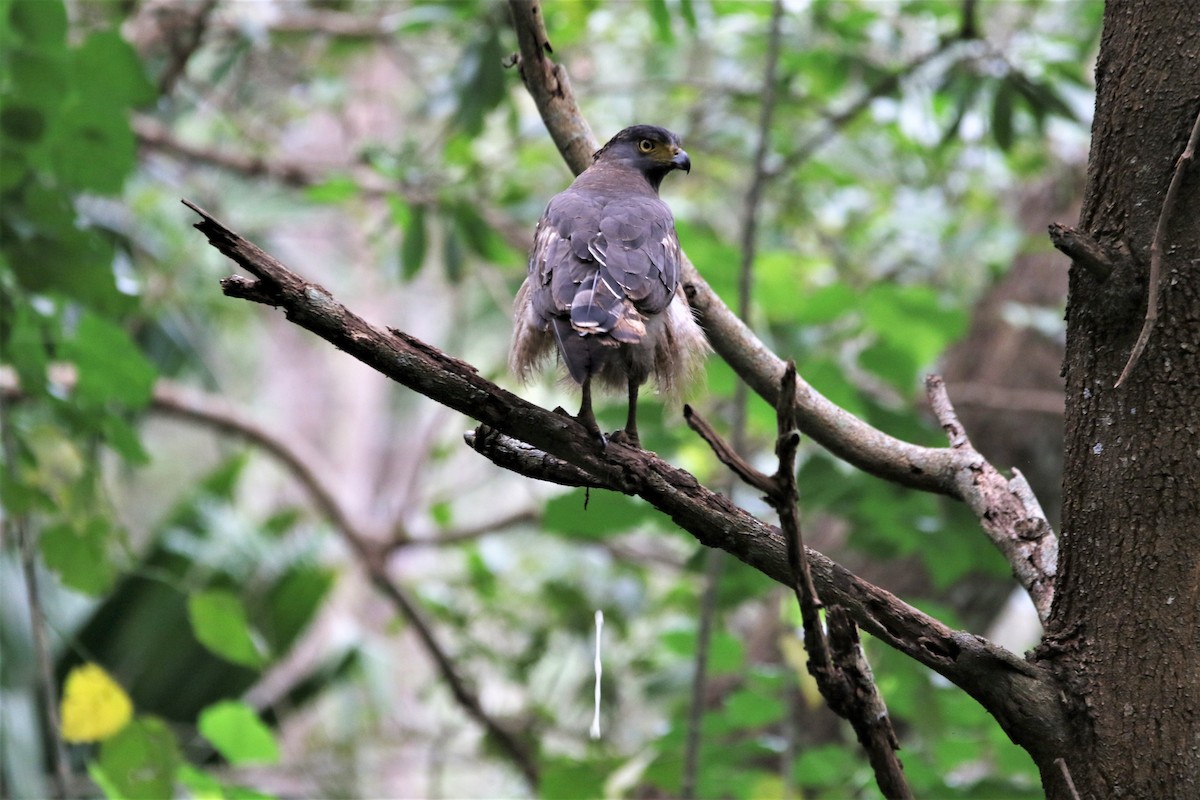 Crested Serpent-Eagle - ML644340705
