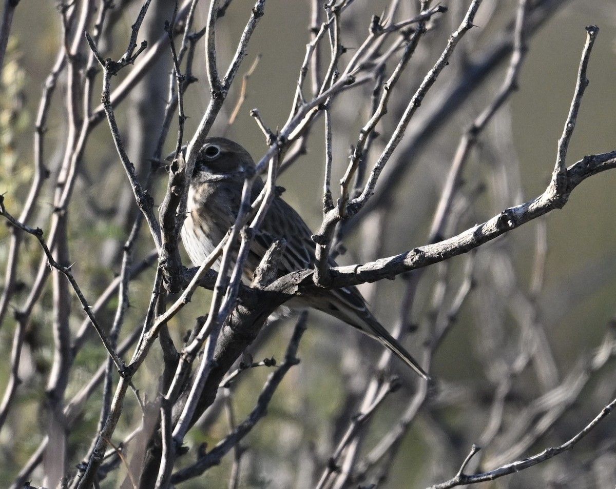 Lark Bunting - ML644340707