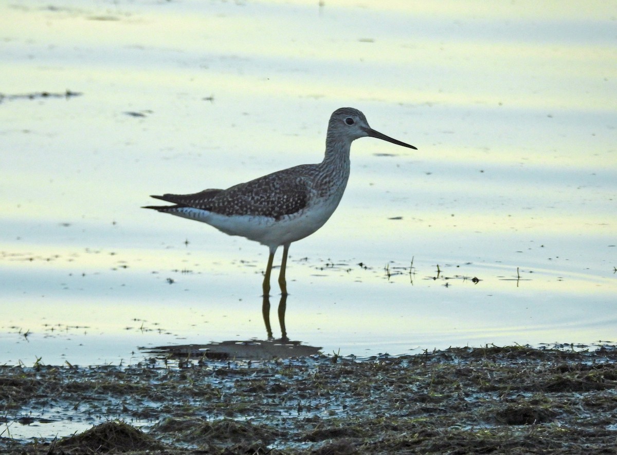 Greater Yellowlegs - ML644340710