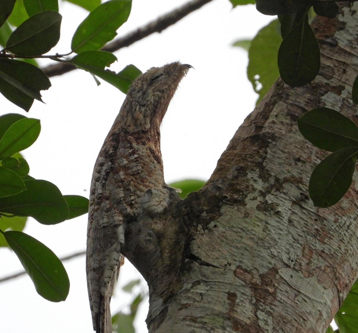 Great Potoo - ML644340717